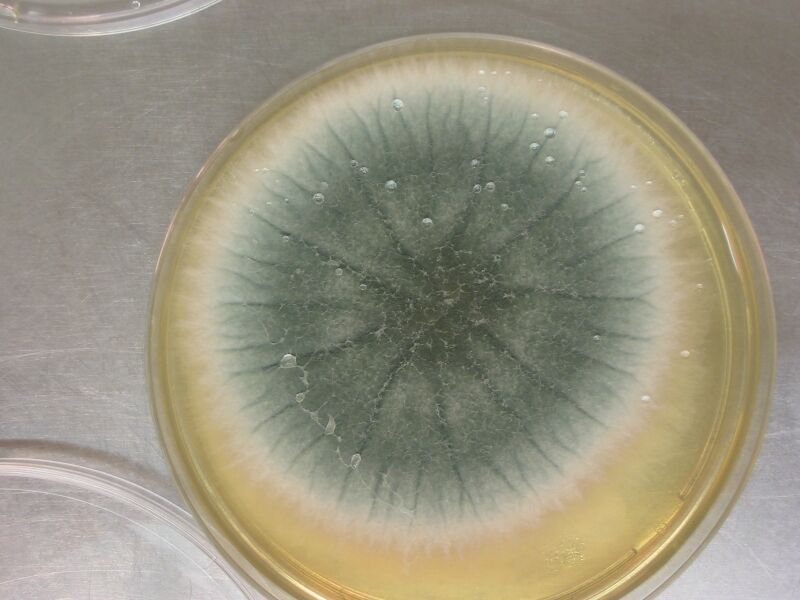 File:070522-aspergillus 009.jpg
