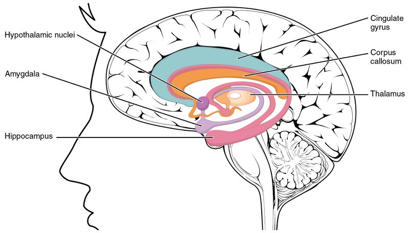 File:1511 The Limbic Lobe.jpg