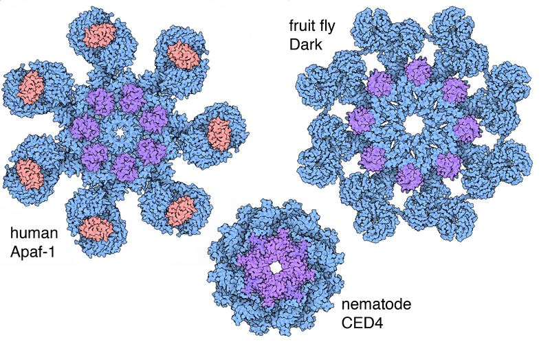 File:177-Apoptosomes apoptosomes.png