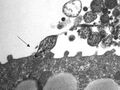 Thumbnail for version as of 02:06, 7 June 2026