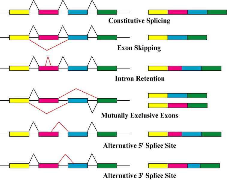 File:Alternative splicing.jpg