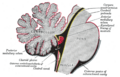 Thumbnail for version as of 17:28, 18 May 2026