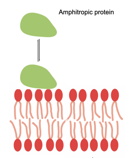 File:Proteïna amfitròpica.png