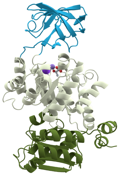 File:Pyruvate kinase protein domains.png