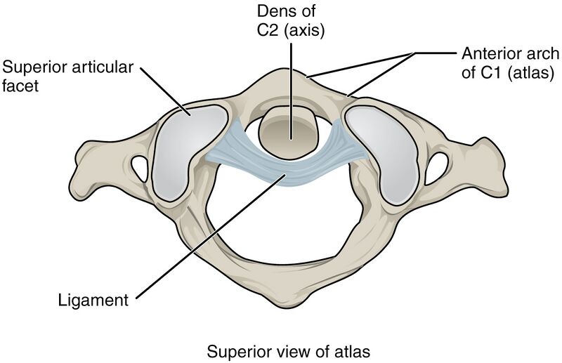 File:912 Atlantoaxial Joint.jpg