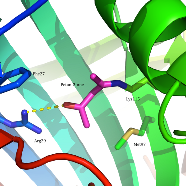 File:AAD active site.png