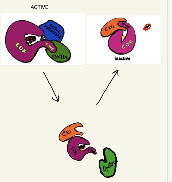 File:Activation to inactive CDK.jpg