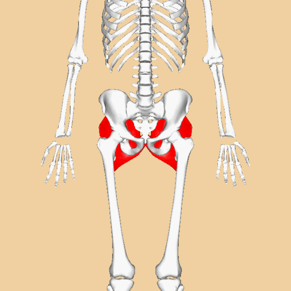 File:Gluteus maximus 3D.gif