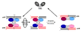 Thumbnail for version as of 22:35, 8 June 2026