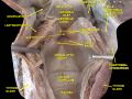 Middle pharyngeal constrictor muscle
