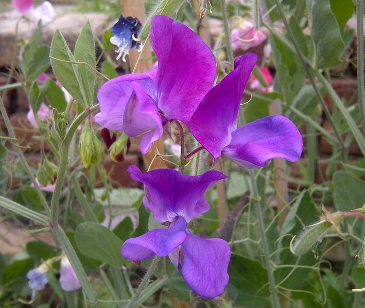 File:Sweet Pea-3.jpg