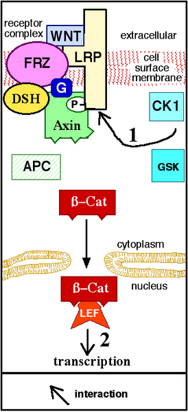 File:WNTPathway.png