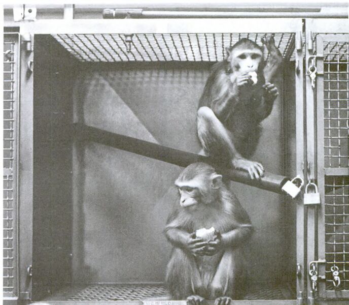File:77-cm primate cage.jpg
