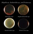 Various agar plates