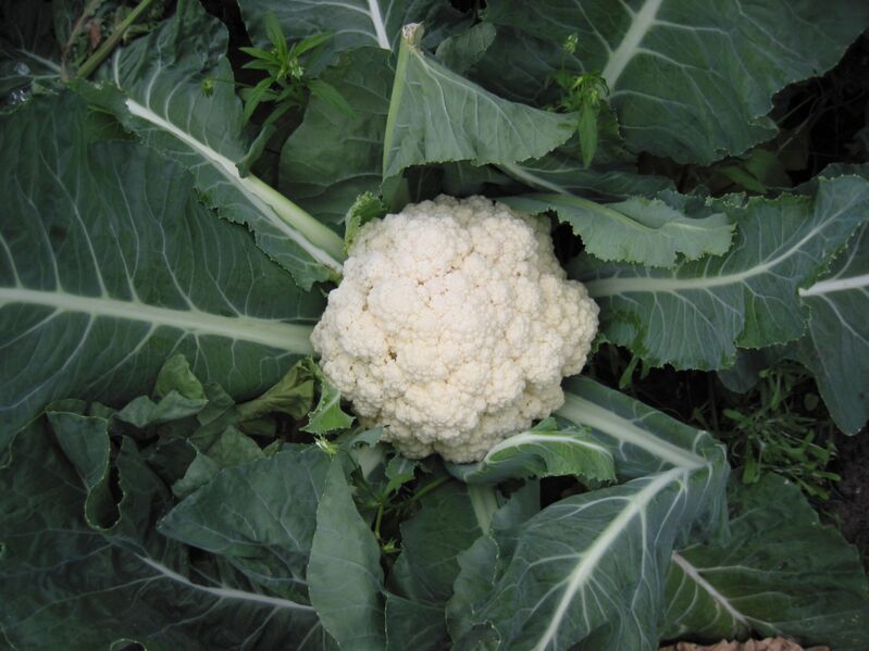 File:Cauliflower.jpg