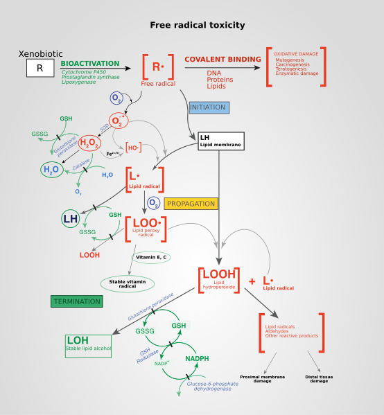 File:Free Radical Toxicity.svg
