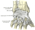 Gray's Anatomy Plate 335