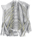Muscles of the lower limb