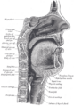 Muscles of the tongue