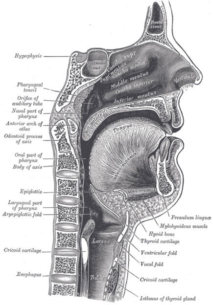 File:Gray994.png