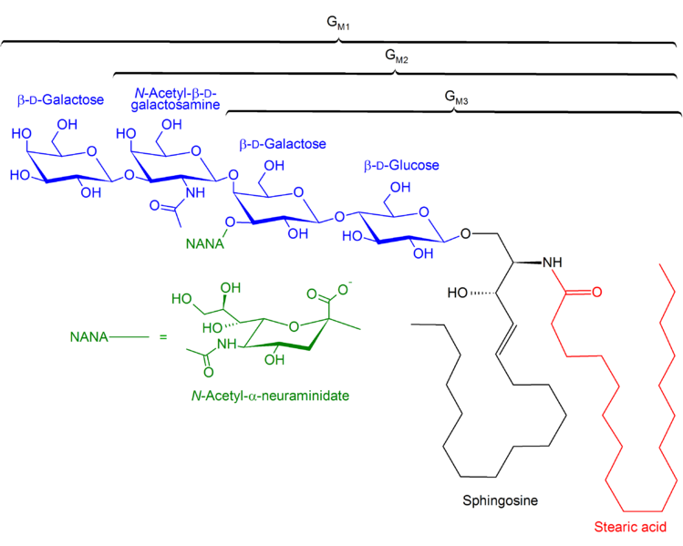 File:Structure of GM1, GM2, GM3.png