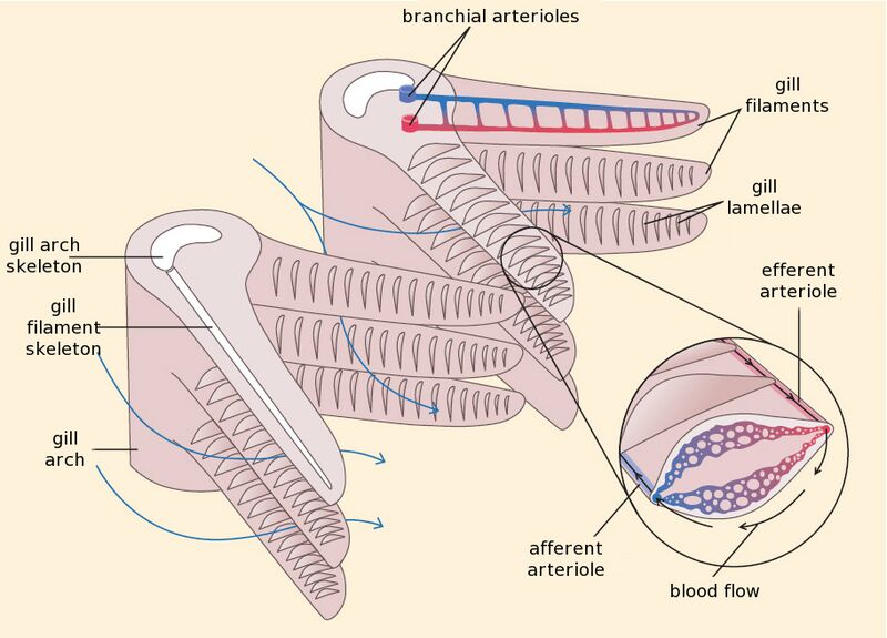 File:Fish gill structure.jpg