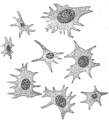 Thumbnail for version as of 17:28, 18 May 2026