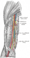 Deep artery of arm
