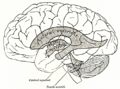 Transverse section of mid-brain at level of inferior colliculi