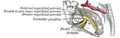 Vestibulocochlear nerve anatomy