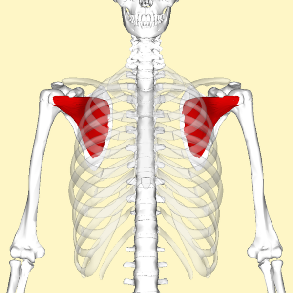 File:Subscapularis.png
