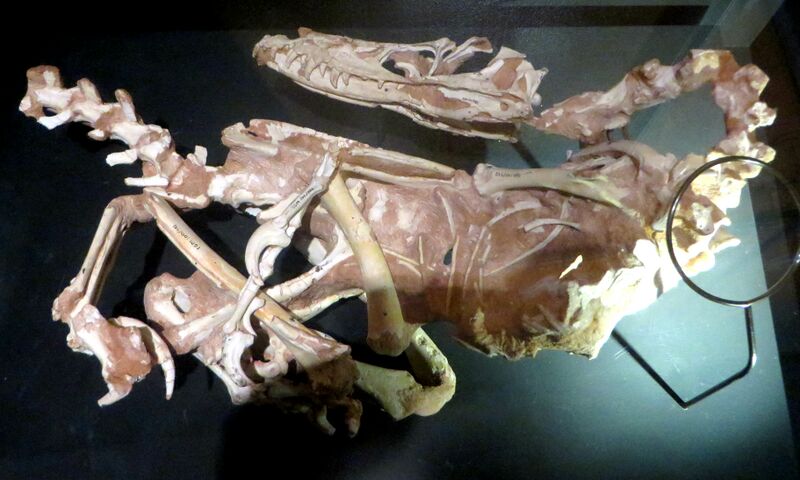 File:Velociraptor specimen IGM.jpg