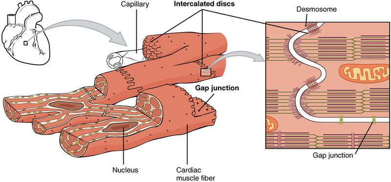 File:1020 Cardiac Muscle.jpg