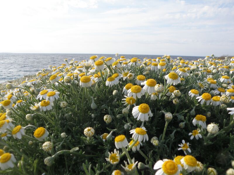 File:Anthemis tomentosa.JPG