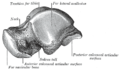 Talus bone