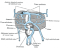 Umbilical vein