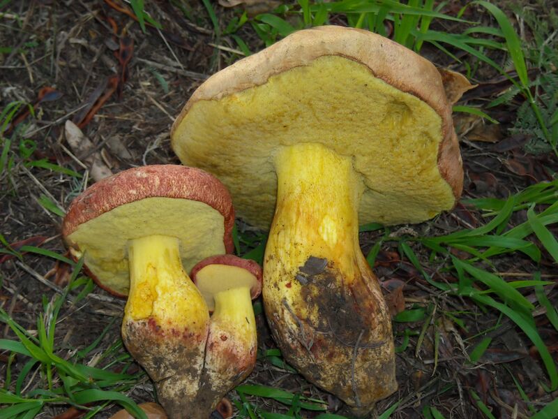 File:2008-12-09 Boletus regius 1 15136.jpg