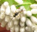 Cotesia