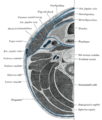 Sternohyoid muscle