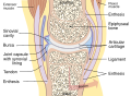 Joint
