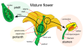 Mature flower diagram