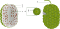 Noni