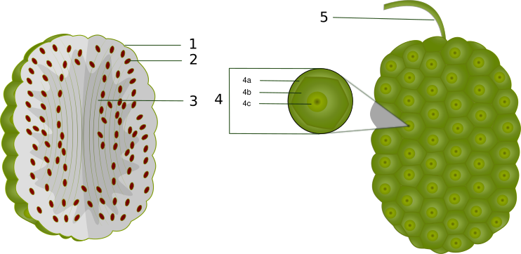 File:Noni.svg