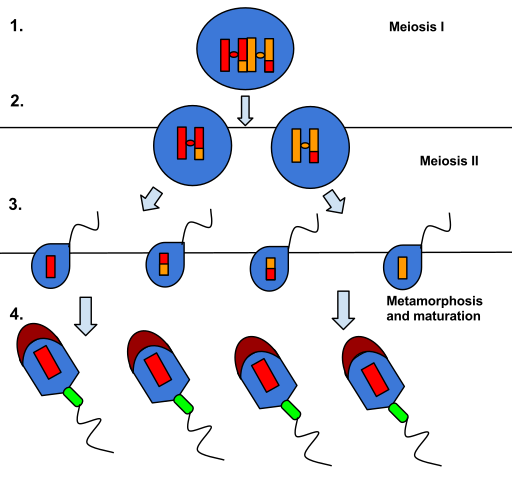 File:Spermatogenesis.svg