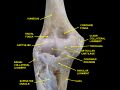 Supinator muscle