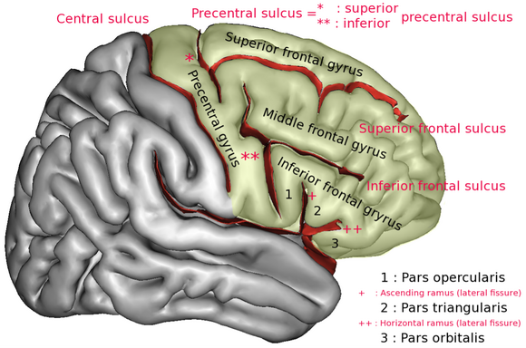 File:FrontalCaptsLateral.png
