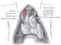 Subclavian vein and its branches