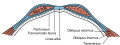 Muscles of the abdominal wall