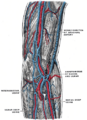 The supinator.