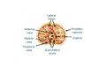 Prostate lobes illustration